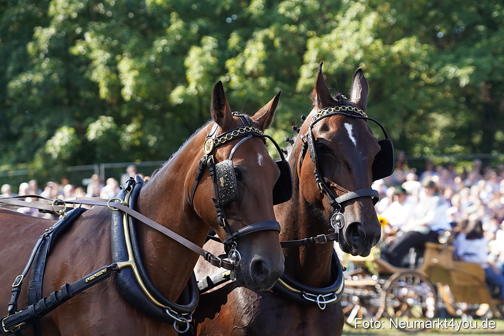 Pferde und Fohlenschau 2022 0133 